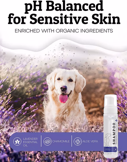 Shampooing sec naturel pour chien sans eau OEM, pour le nettoyage des chiens, shampooing pour bain pour animaux de compagnie